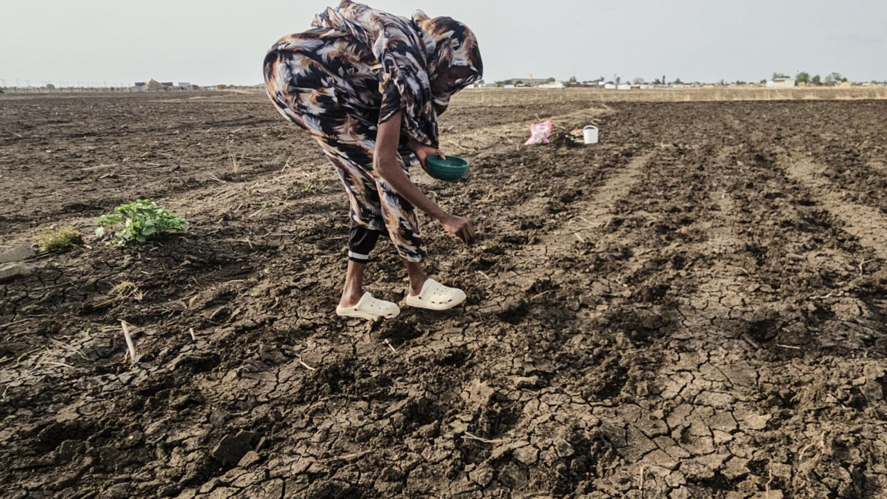 الجفاف يضرب مزارع السودان مع تراجع منسوب النيل وتأخر الأمطار